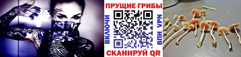 Галлюциногенные грибы мицелий  Жердевка 